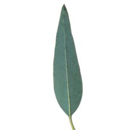 Eucalyptus